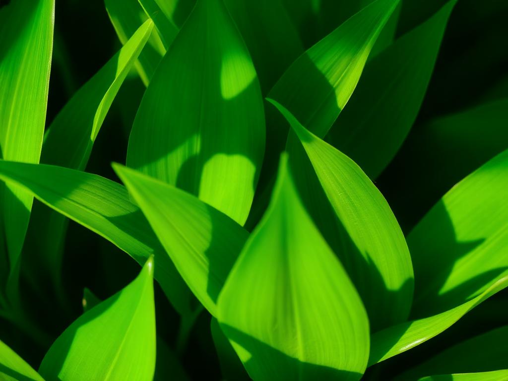 Green leaves representing carbon tracking and ESG reporting